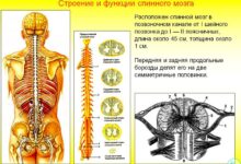 Photo of Общее строение позвоночника