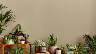 Photo of Растения в декоре помещения