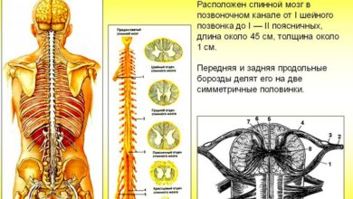 Photo of Общее строение позвоночника